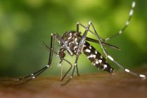 512px-CDC-Gathany-Aedes-albopictus-1